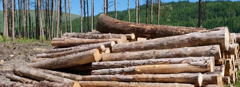 Chopped wood logs stacked in forest woodlands renewable green biomass energy summer sun